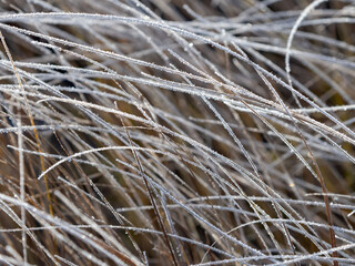 Ice crystals, frost on dry grass after a night frost in Republic of Karelia