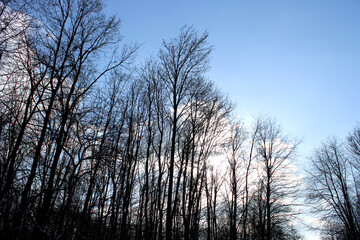 Wald, Bäume, Blauer Himmel, Winter