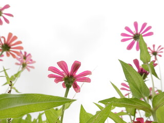Sunny summer day.In a flower bed in a large number various zinnias grow and blossom.
