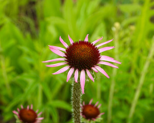 Echinacea pallida | Pale Purple Coneflower | Native North American Prairie Wildflower
