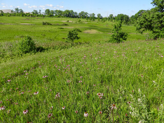 Echinacea pallida | Pale Purple Coneflower | Native North American Prairie Wildflower