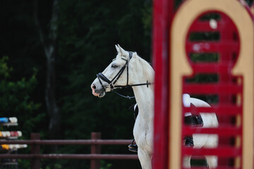 Portrait of a grey horse peeking out from behind an obstacle. Horse Jumping