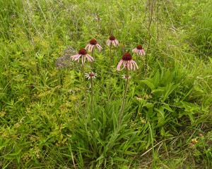 Echinacea pallida | Pale Purple Coneflower | Native North American Prairie Wildflower