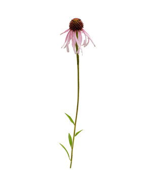 Echinacea pallida | Pale Purple Coneflower | Native North American Prairie Wildflower Isolated on White Background