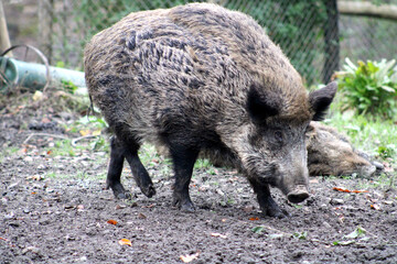 Wildschwein, Grafenberger Wald, Wildpark