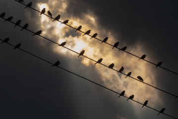真っ黒な雲の隙間から夕陽が差し込む　電線に並ぶ鳥たち