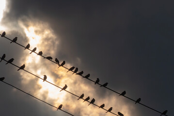 真っ黒な雲の隙間から夕陽が差し込む　電線に並ぶ鳥たち