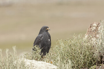 Augur Buzzard or North African Jackal buzzard (Buteo augur), Bale mountains national park, Ethiopia