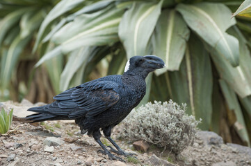 Thick-billed Raven (Corvus crassirostris), Simien mountains national park, Amhara region, North Ethiopia