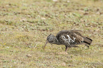 Wattled Ibis (Bostrychia carunculata), Bale mountains national park, Ethiopia