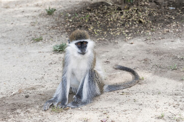 Vervet Monkey (Cercopithecus aethiops), Cercopithecidae Family, Awasa, Ethiopia