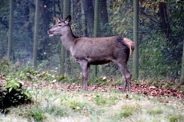 Rehe, Dammwild, Grafenberger Wald, Wildpark
