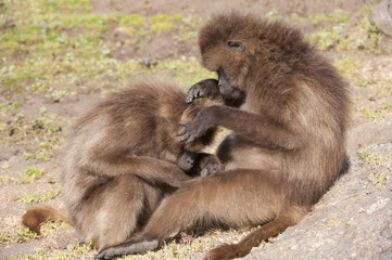 Gelada baboon (Theropithecus Gelada) grooming each other, Simien mountains national park, Amhara region, North Ethiopia