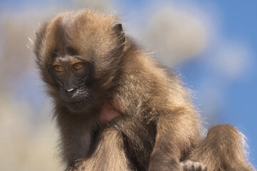 Obraz premium Baby Gelada baboon (Theropithecus Gelada), Simien mountains national park, Amhara region, North Ethiopia