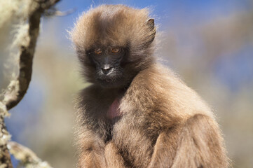 Obraz premium Baby Gelada baboon (Theropithecus Gelada), Simien mountains national park, Amhara region, North Ethiopia