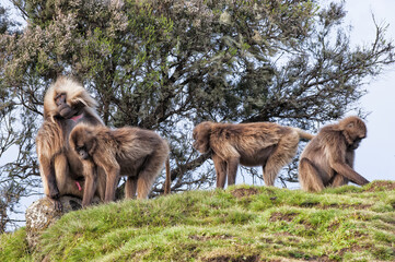 Gelada baboons (Theropithecus Gelada) in the grass, Simien mountains national park, Amhara region, North Ethiopia