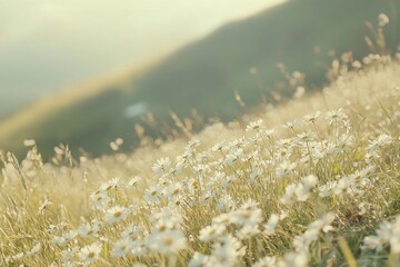 Serene Meadow at Sunrise: A Tranquil Landscape of Wildflowers