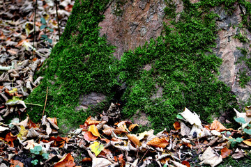 Obraz premium Baum, Moos, Grafenberger Wald, Wildpark