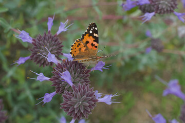 Vanessa cardui