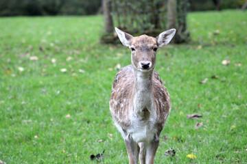 Rehe, Dammwild, Grafenberger Wald, Wildpark