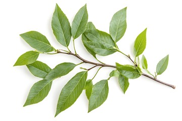 Fototapeta premium Fraxinus ornus leaf isolated on a white background, close up
