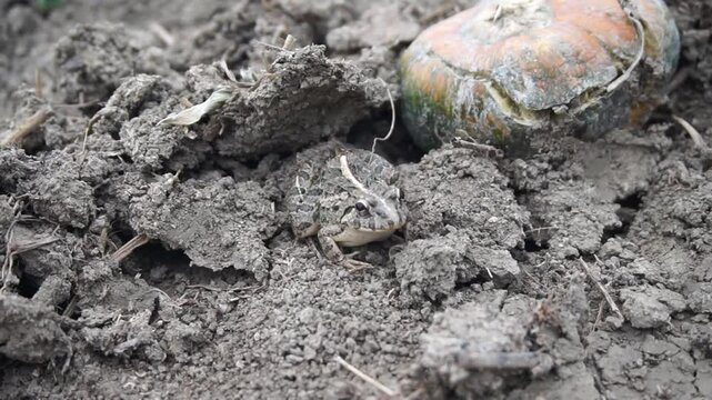 video of a frog standing still and breathing, looks faint with the color of the ground, video with a mirrorless camera, not AI generated