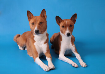 Two Basenji dogs lie on a blue background.
