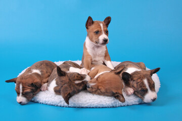 Basenji puppies lie in a white bed on a blue background.