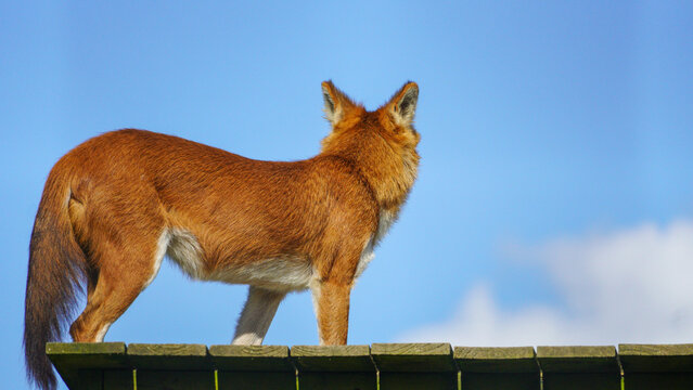 Folly Farm Asian adventure includes Dhole (Cuon alpinus): a canid native to Central, South, and East Asia. AKA: Asian wild dog, Indian wild dog, whistling dog, red dog, red wolf, and mountain wolf.