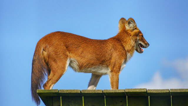 Folly Farm Asian adventure includes Dhole (Cuon alpinus): a canid native to Central, South, and East Asia. AKA: Asian wild dog, Indian wild dog, whistling dog, red dog, red wolf, and mountain wolf.