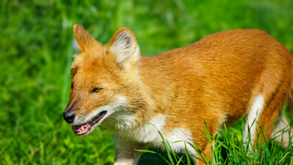 Fototapeta premium Folly Farm Asian adventure includes Dhole (Cuon alpinus): a canid native to Central, South, and East Asia. AKA: Asian wild dog, Indian wild dog, whistling dog, red dog, red wolf, and mountain wolf.