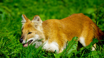 Folly Farm Asian adventure includes Dhole (Cuon alpinus): a canid native to Central, South, and East Asia. AKA: Asian wild dog, Indian wild dog, whistling dog, red dog, red wolf, and mountain wolf.