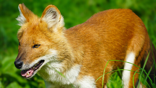 Folly Farm Asian adventure includes Dhole (Cuon alpinus): a canid native to Central, South, and East Asia. AKA: Asian wild dog, Indian wild dog, whistling dog, red dog, red wolf, and mountain wolf.