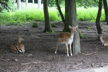Rehe, Dammwild, Grafenberger Wald, Wildpark