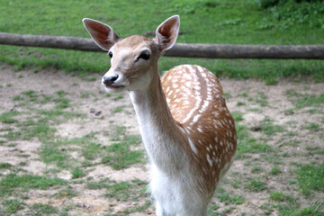 Rehe, Dammwild, Grafenberger Wald, Wildpark