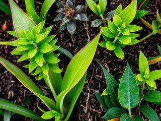 A vibrant and sharp bitter green background, perfect for adding a punch of color to any project, natural, modern, plants