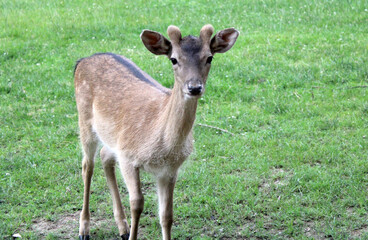 Rehe, Dammwild, Grafenberger Wald, Wildpark