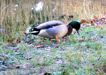 Ente, Erpel, Grafenberger Wald, Wildpark