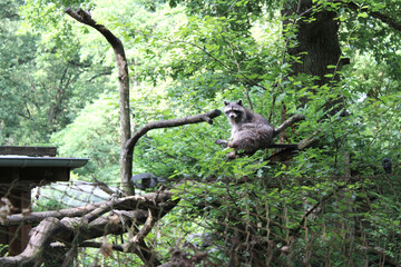 Waschbär, Grafenberger Wald, Wildpark