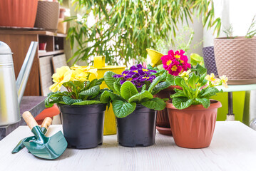 Pots with primroses flowers, gardening tools, watering can on table; Spring gardening concept