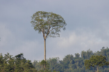 Tall unidentified tree rising above others at the hill
