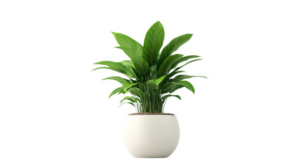 Green potted plant transparent background