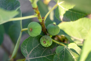 Fototapeta premium Small green fig on a bush branch. Growing and caring for fruit trees