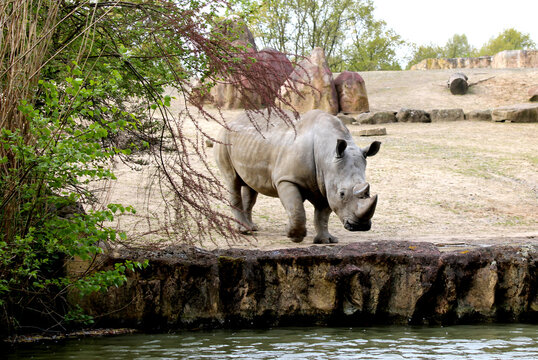 Nashorn, Zoom Erlebniswelt, Gelsenkirchen