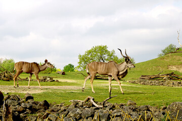 Springböcke, Zoom Erlebniswelt, Gelsenkirchen
