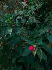 A close-up of a magenta Four o'clock flower (Mirabilis jalapa), a fragrant species known for blooming at dusk. Set against lush dark green foliage, ornamental plant symbolizes elegance and vitality