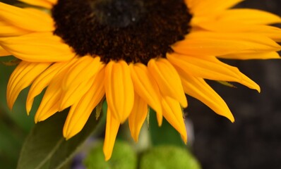 Obraz premium A closeup picture of the petals of the sun flower.