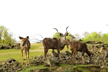 Springböcke, Zoom Erlebniswelt, Gelsenkirchen