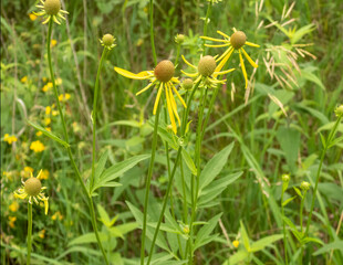 Ratibida pinnata | Yellow Coneflower | Native North American Prairie Wildflower