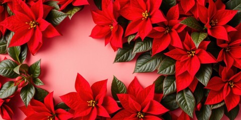 Vibrant red poinsettia flowers blooming on a red background, bright, vibrant, vivid